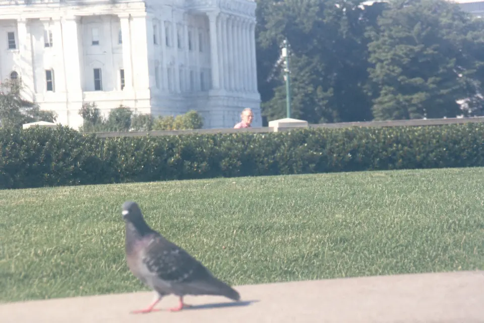 Satirical fake sighting of a Mitch-like figure behind a hedge near the Capitol